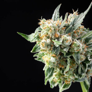 Lemon OG Haze