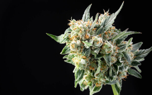 Lemon OG Haze